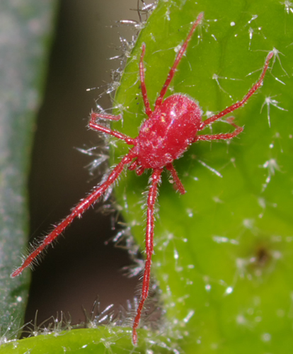 Erythraeidae: Balaustium?